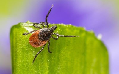 Maladie de Lyme et Naturopathie